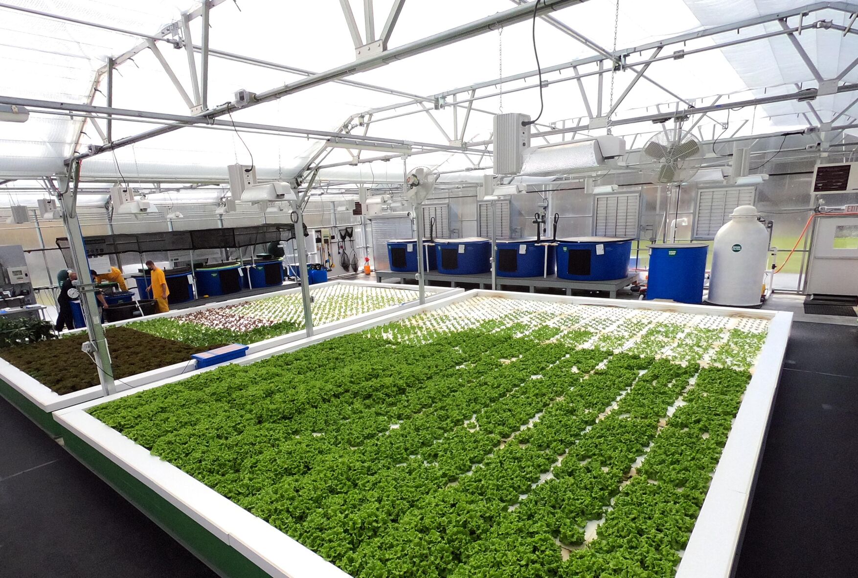 CORRECTIONSGREENHOUSE-1.jpg